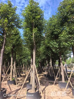 12公分香樟