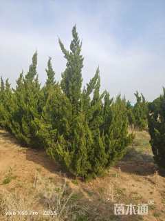 高度350厘米龙柏