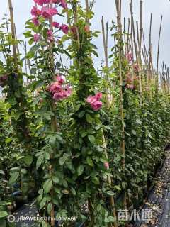 高度150厘米月季