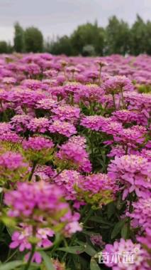 高度1厘米蜂室花