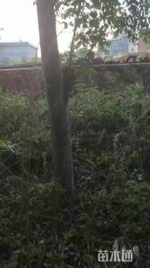 20公分朴树