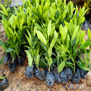 高度100厘米非洲茉莉