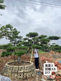 17公分造型黑松