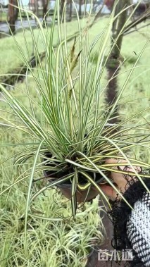 高度30厘米金叶苔草
