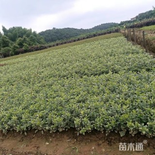 高度25厘米金边黄杨