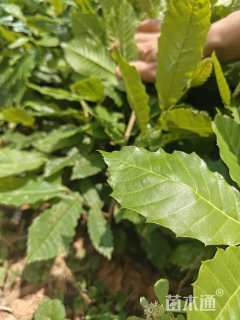 高度50厘米板栗