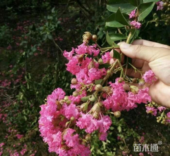 5公分紫薇