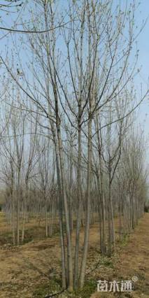 高度500厘米丛生白蜡