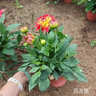 高度18厘米大丽花