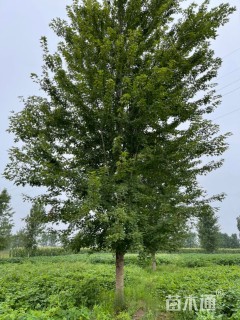 20公分美国红枫