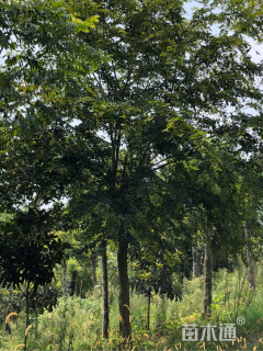 15公分香樟