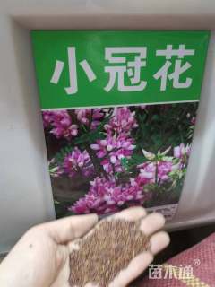 小冠花种子