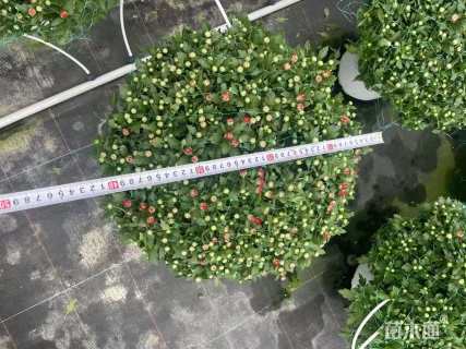 高度30厘米球菊