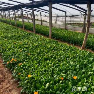 高度20厘米金盏菊