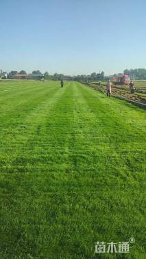 草卷状早熟禾草