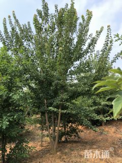 高度500厘米丛生三角枫