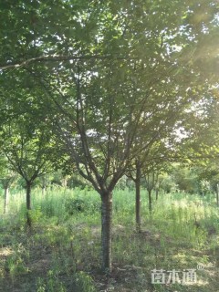 18公分日本早樱