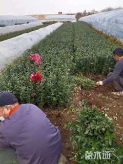 高度40厘米大叶黄杨