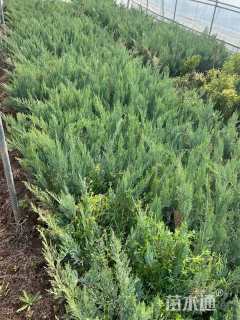 高度30厘米沙地柏