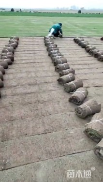 草毯状百慕大草