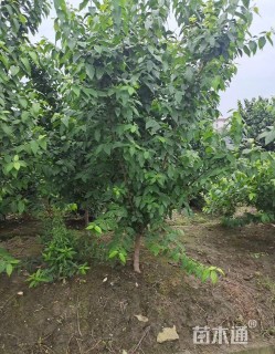 高度200厘米蜡梅