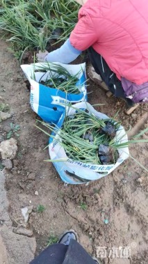 高度30厘米马莲