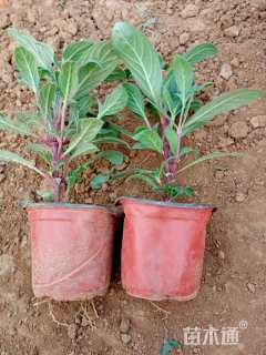 高度20厘米千日红