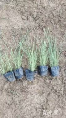 高度20厘米青绿苔草