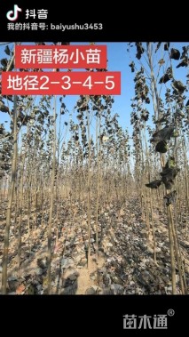 4公分新疆杨