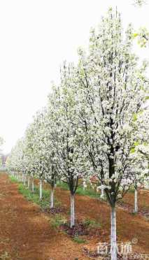 13公分彩叶豆梨