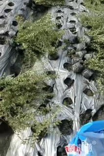 高度40厘米银姬小蜡