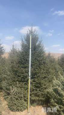 高度300厘米青海云杉