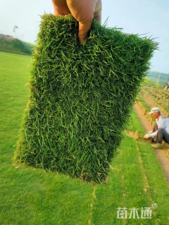 草毯状草皮
