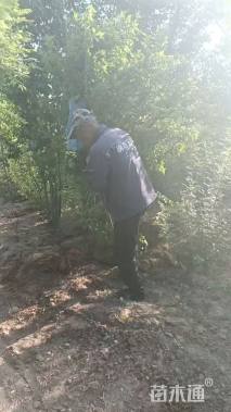 高度300厘米丛生白蜡