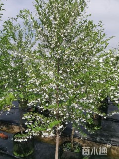 8公分野茉莉