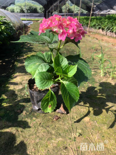 高度25厘米八仙花