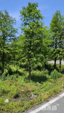 15公分中山杉