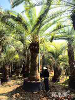 裸干高500厘米加拿利海枣