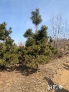 高度400厘米黑松
