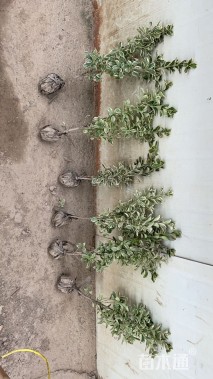 高度40厘米金边黄杨小苗