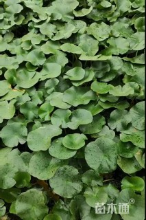 高度20厘米睡莲