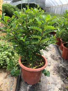 高度35厘米胡椒木