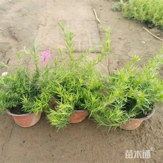高度30厘米丛生福禄考