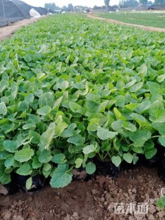 高度15厘米蜀葵