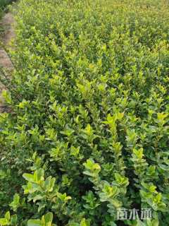 高度50厘米大叶黄杨