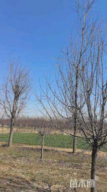 12公分绚丽海棠