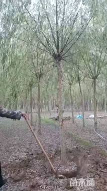 7公分垂柳