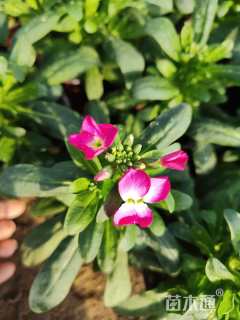 高度15厘米紫罗兰