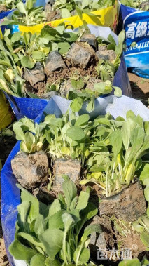 高度15厘米黑心菊