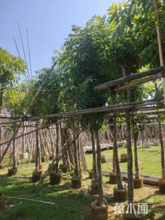 15公分桃花心木